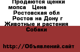 Продаются щенки мопса › Цена ­ 20 000 - Ростовская обл., Ростов-на-Дону г. Животные и растения » Собаки   
